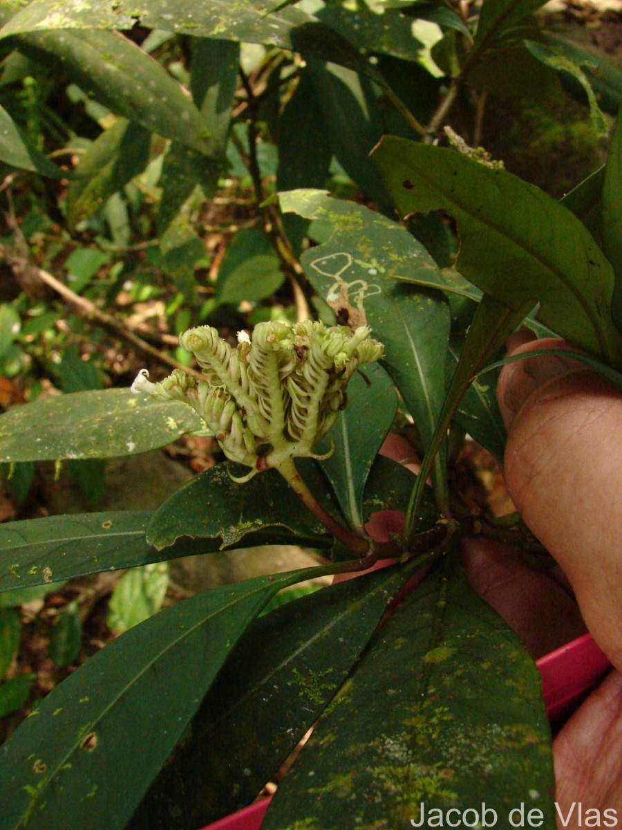 Ophiorrhiza pectinata Arn.